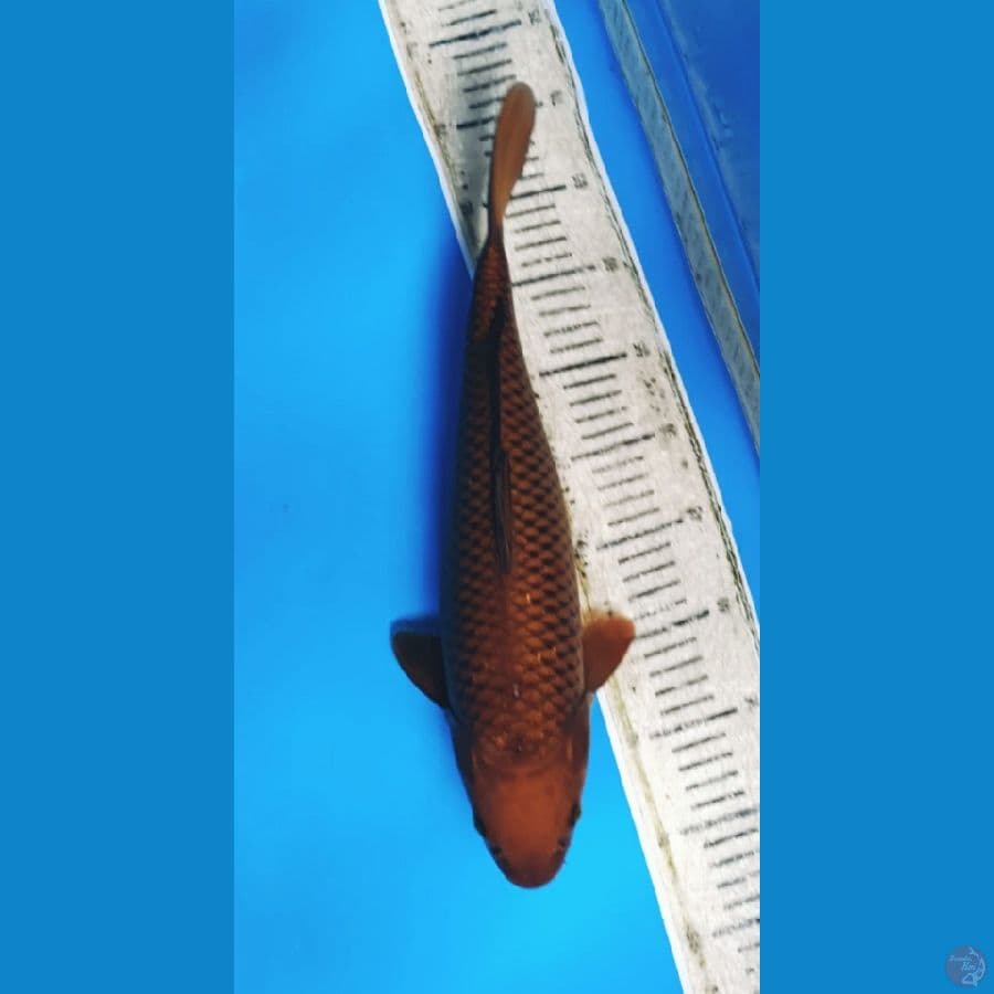 chagoi 39cm Betina bulki