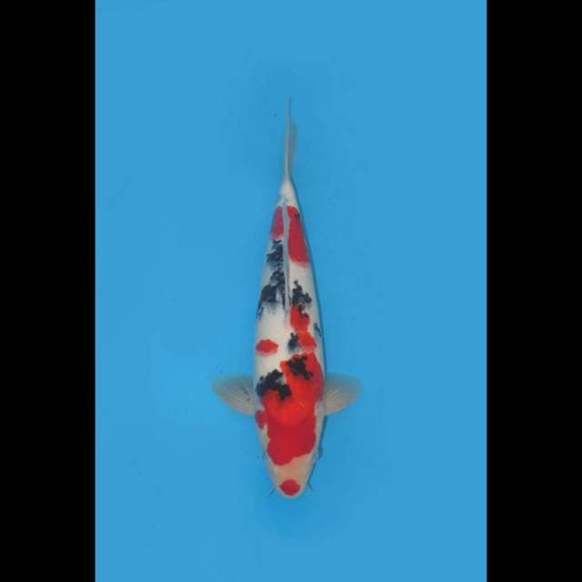 36cm , Red Taisho Sanke