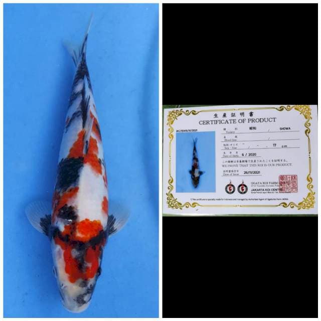 Ogata Showa SQ..!!