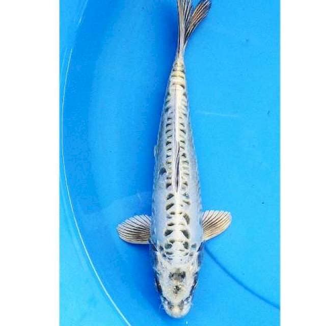 Mukashi aragoke 30 cm