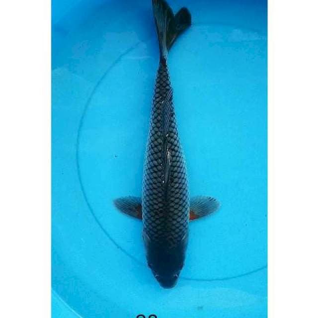 Soragoi jumbo 38 cm