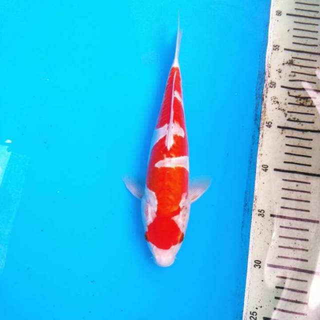 Inazuma - KOHAKU ( CUTTING)
