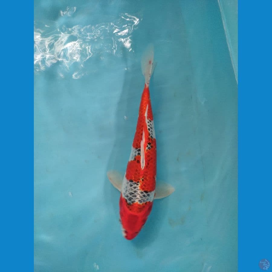 ghosiki 32 cm male