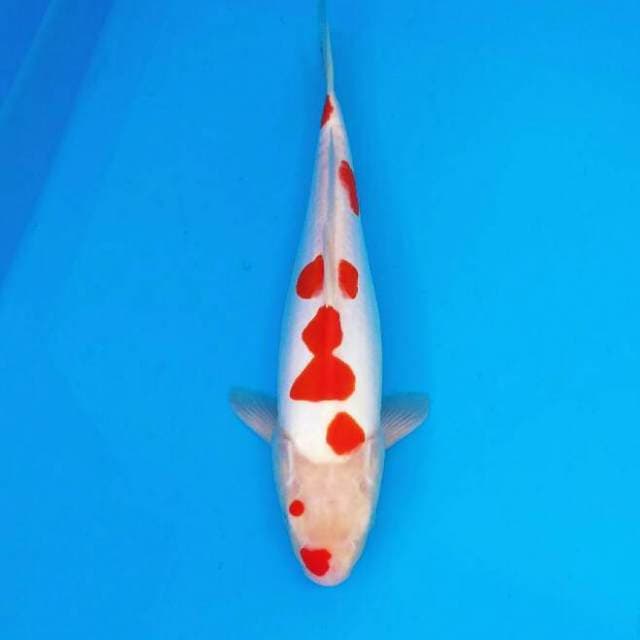 DOITSU SAKURA KOHAKU