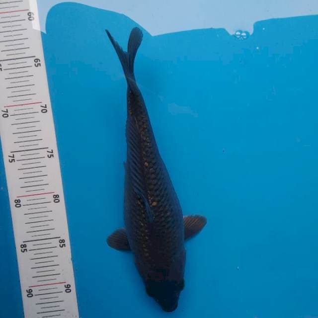 Black Shoragoi blenuk