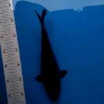 Black Shoragoi blenuk
