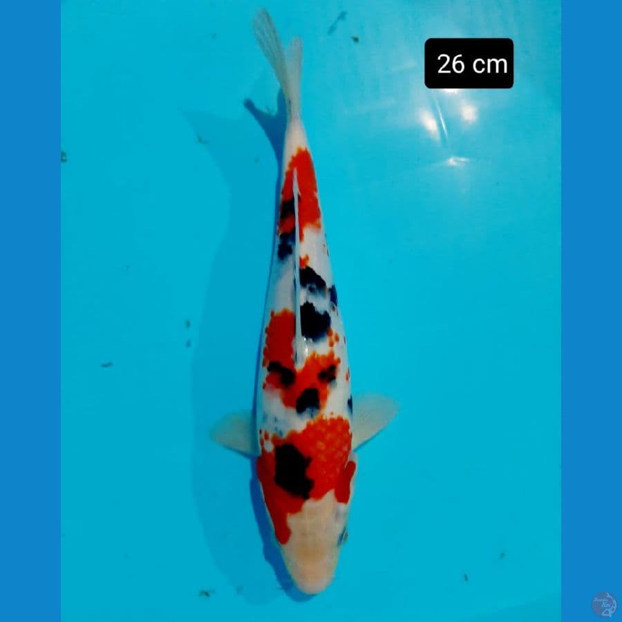 Sanke 26 cm