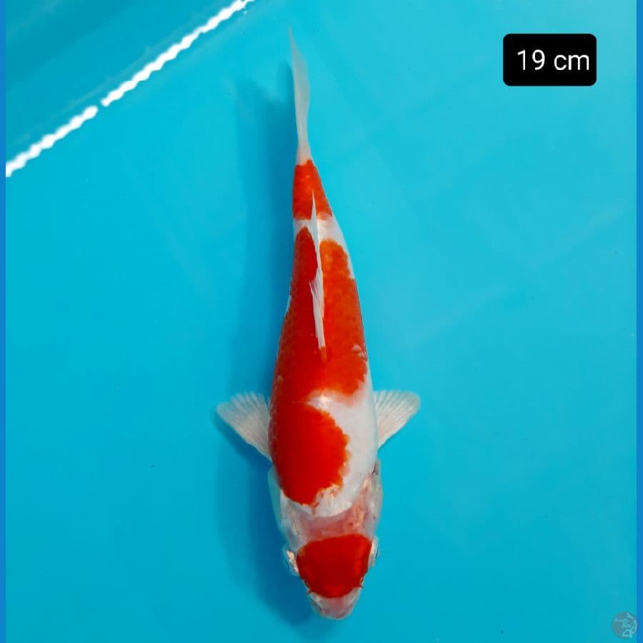 Maruten hikari 19 cm