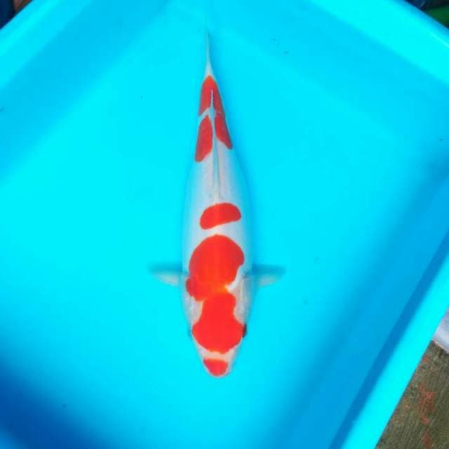 DOITSU - KOHAKU FIMALE