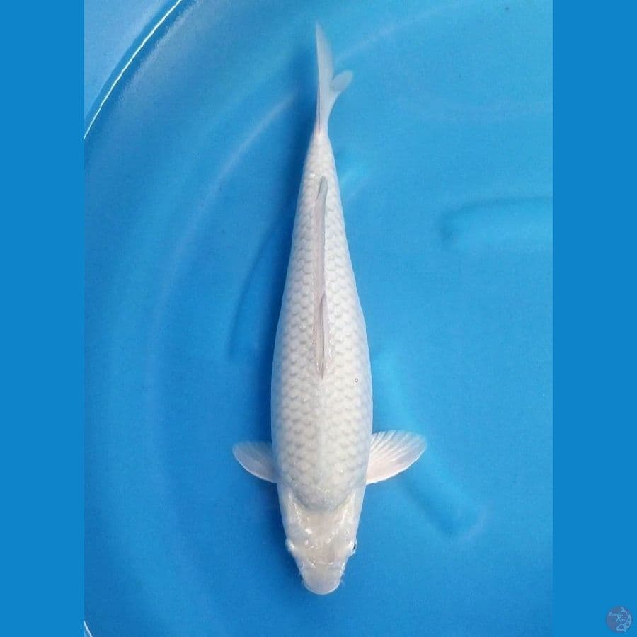SORAGOI PUNUK 44 CM