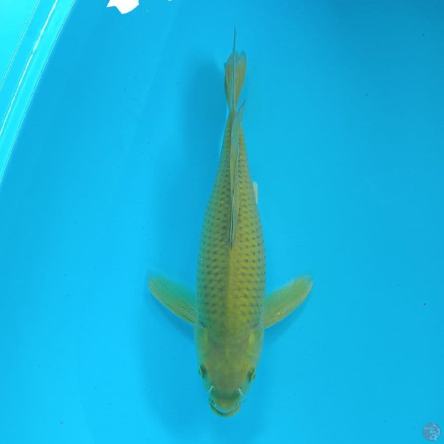 Midori Kumpay