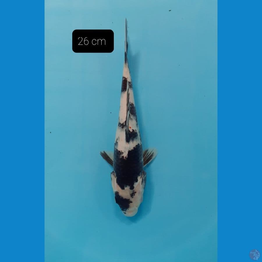 Shiro 26 cm 