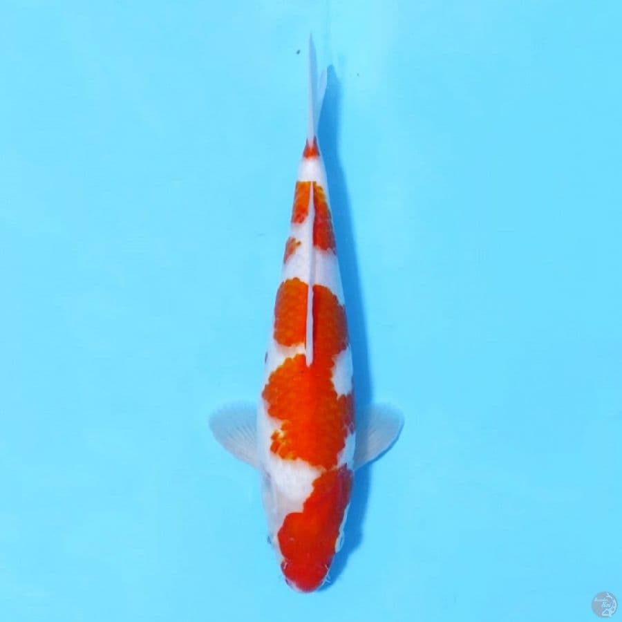 KOHAKU ORIGINAL PATTERN
