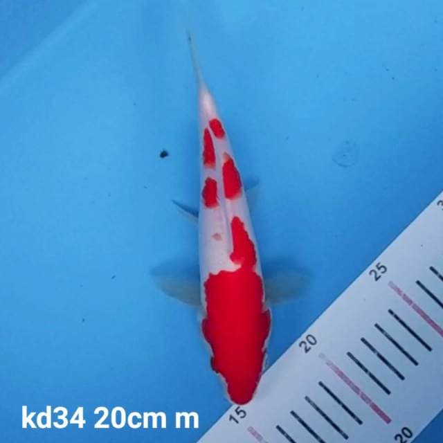 kohaku