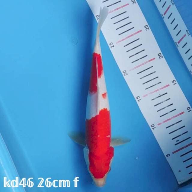 kohaku