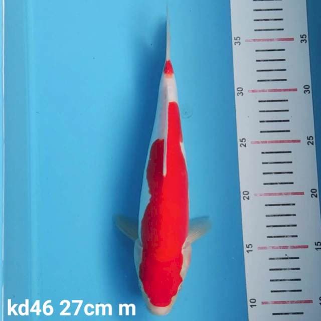 doitsu kohaku