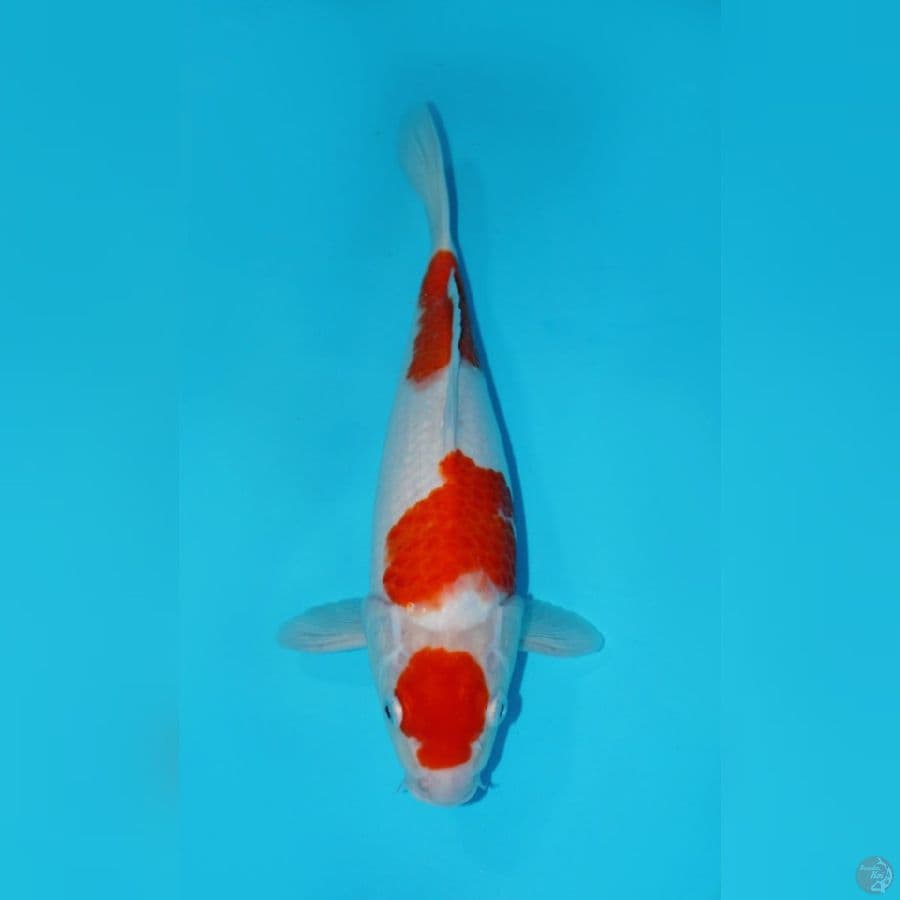 MARUTEN KOHAKU SANDAN, 33 CM