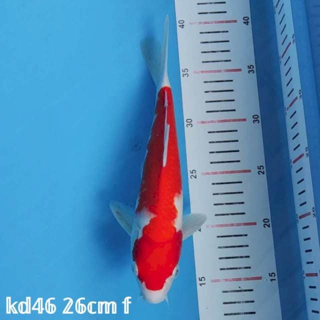 kohaku 