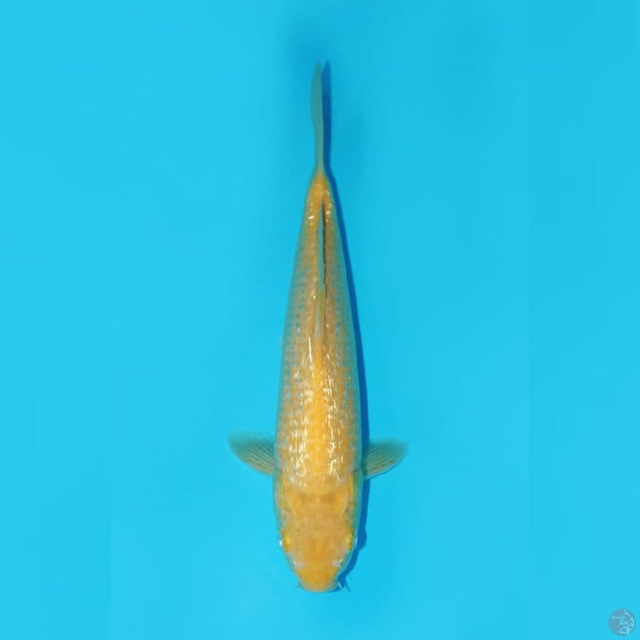 KARASHI GINRIN, 28 CM
