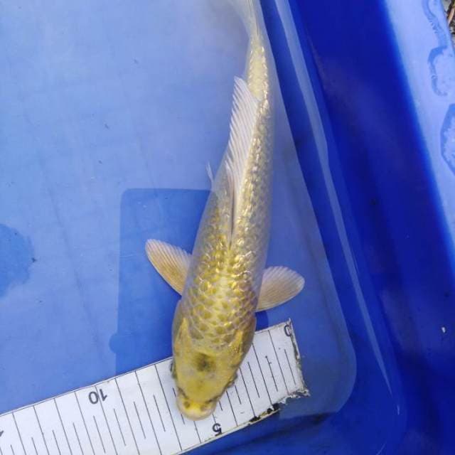 Mukashi ginrin 24cm