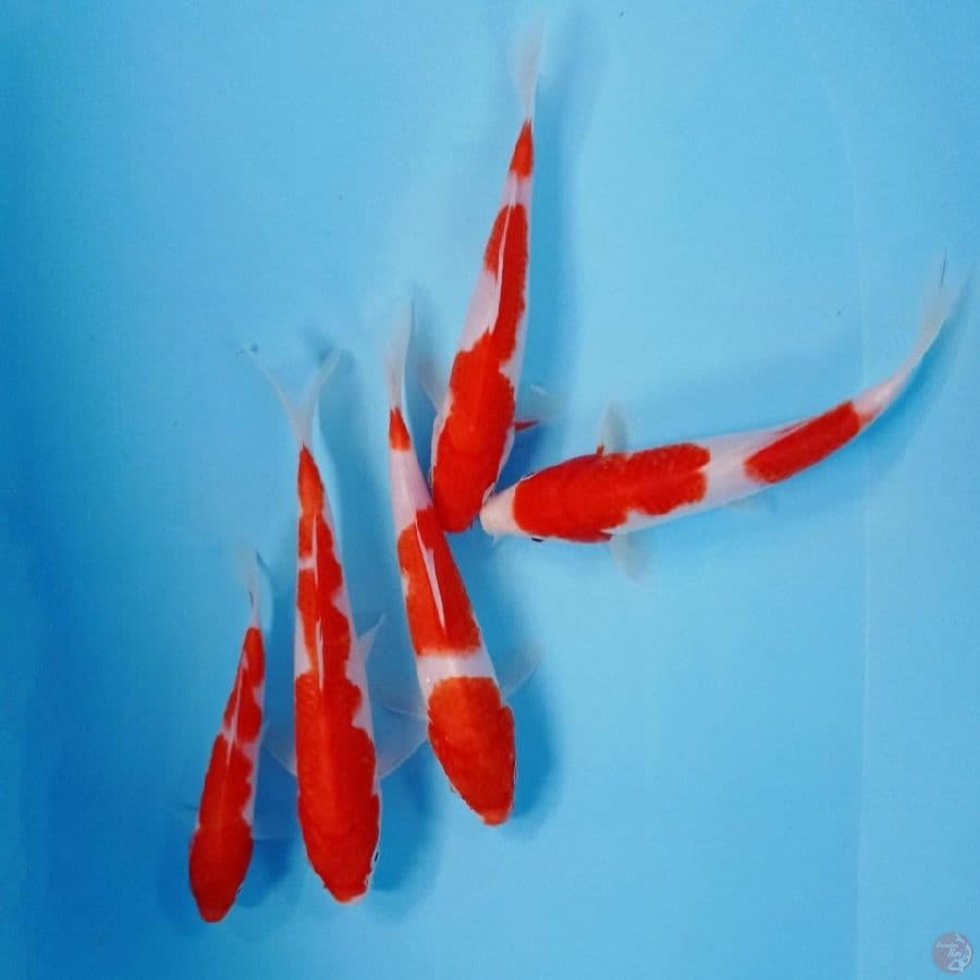 paket kohaku, 15-21 cm