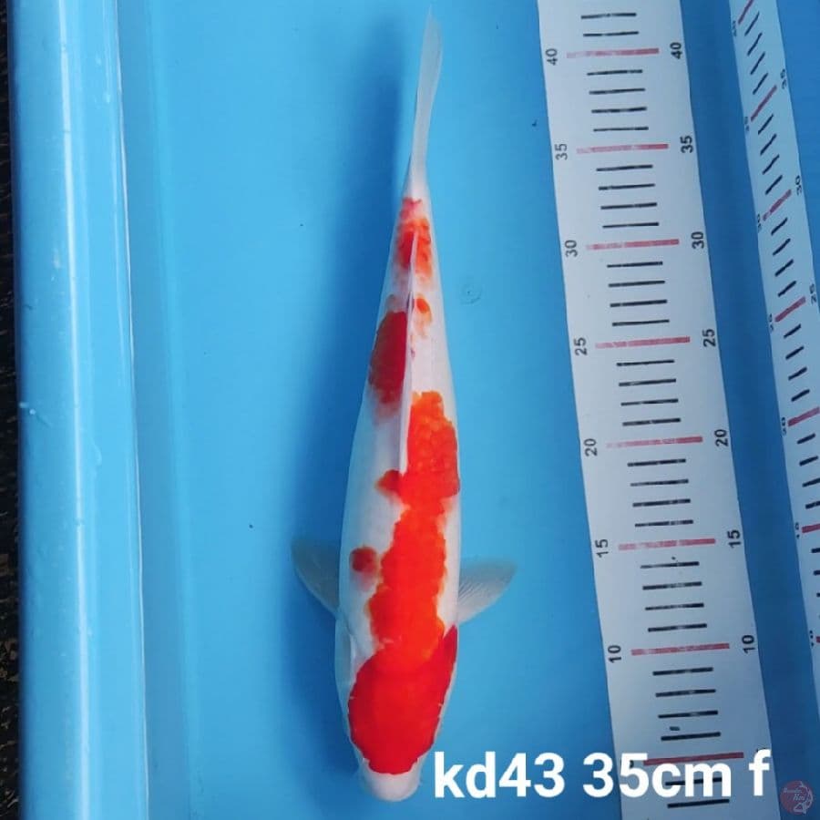kohaku