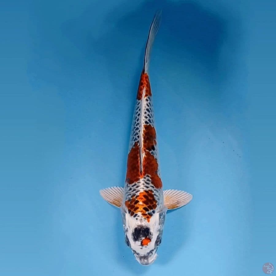 kujaku, 28 cm