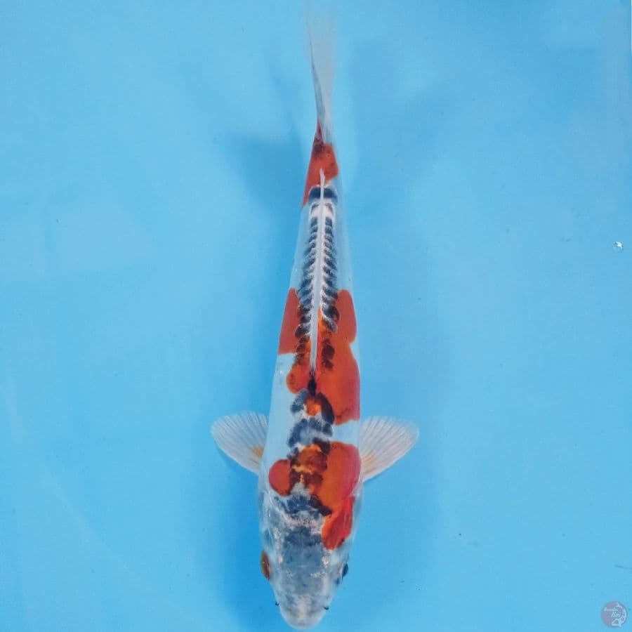 kikokuryu, 21 cm
