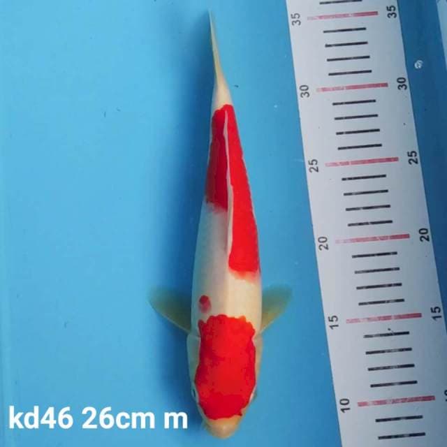 kohaku