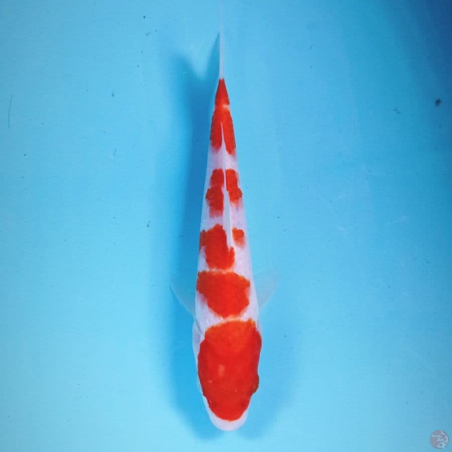 kohaku, 23 cm