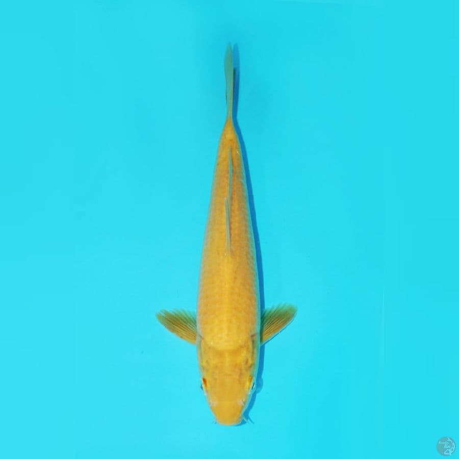 KARASHI, 26 CM