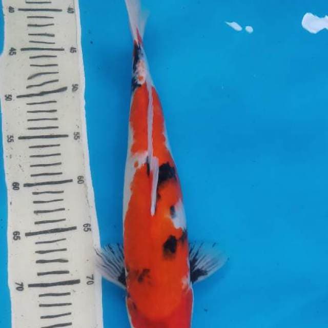 Showa 41cm