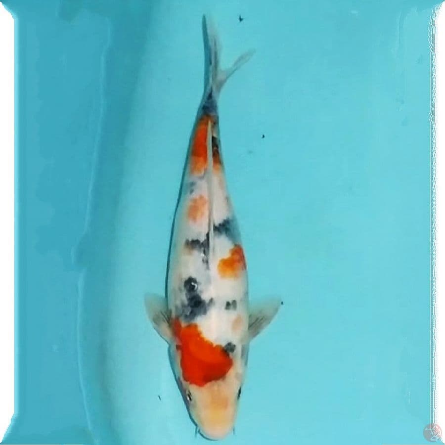 showa tategoi