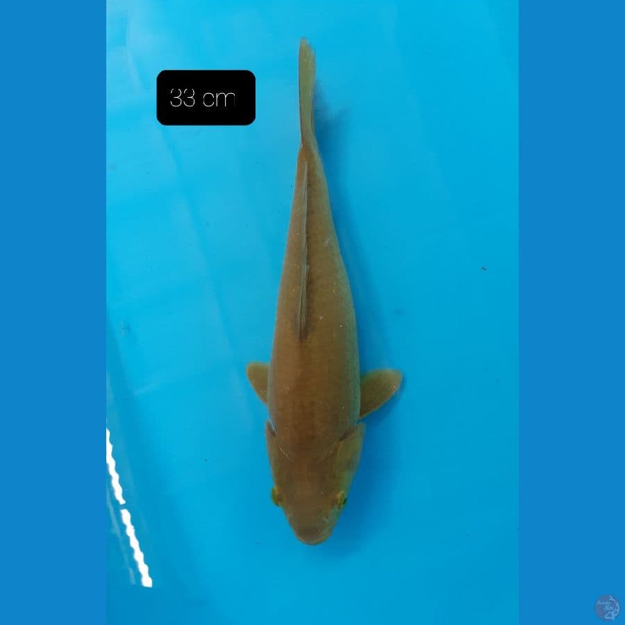 Chagoi 33 cm 