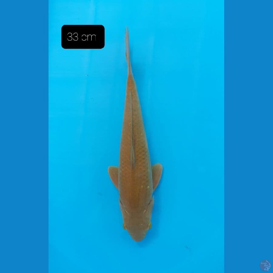 Chagoi 33 cm 
