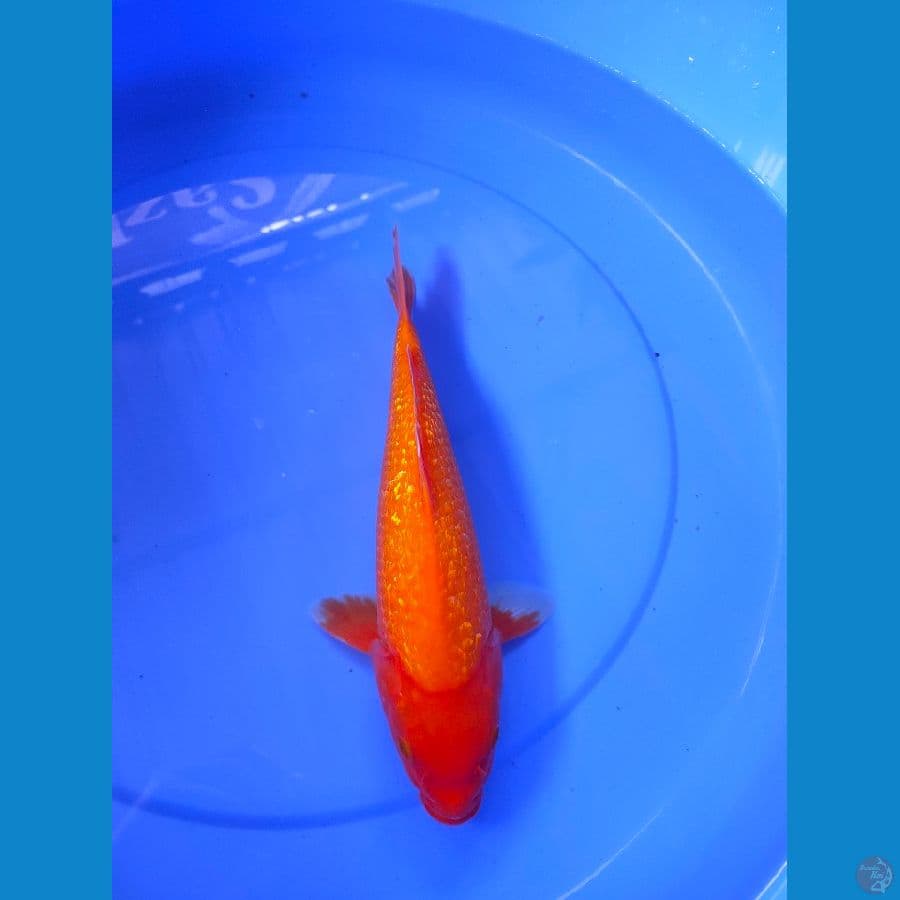 benigoi gindrin 30cm