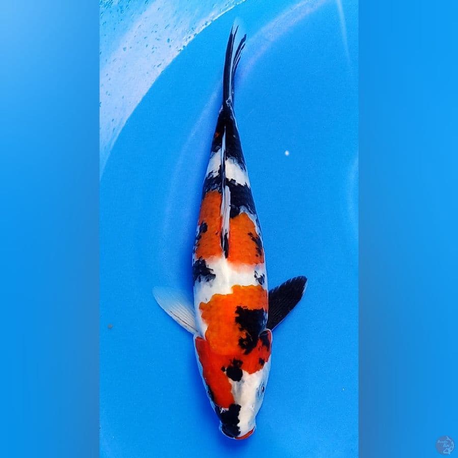 Showa 28cm male