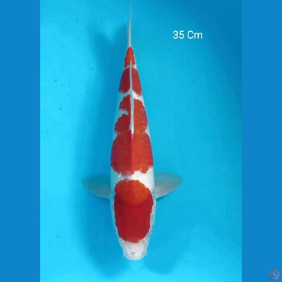 Kohaku, Male 35 Cm
