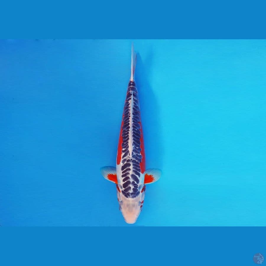 IWOJIMA 4 ~ SHUSUI 32 cm/male ™