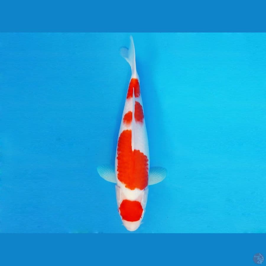IWOJIMA 7 ~ MARUTEN KOHAKU 35 cm/fm ™