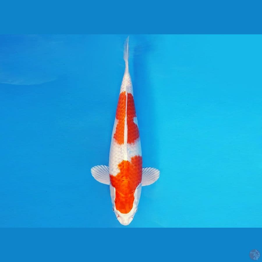 IWOJIMA 9 ~ KOHAKU HIKARI 36 cm/male ™