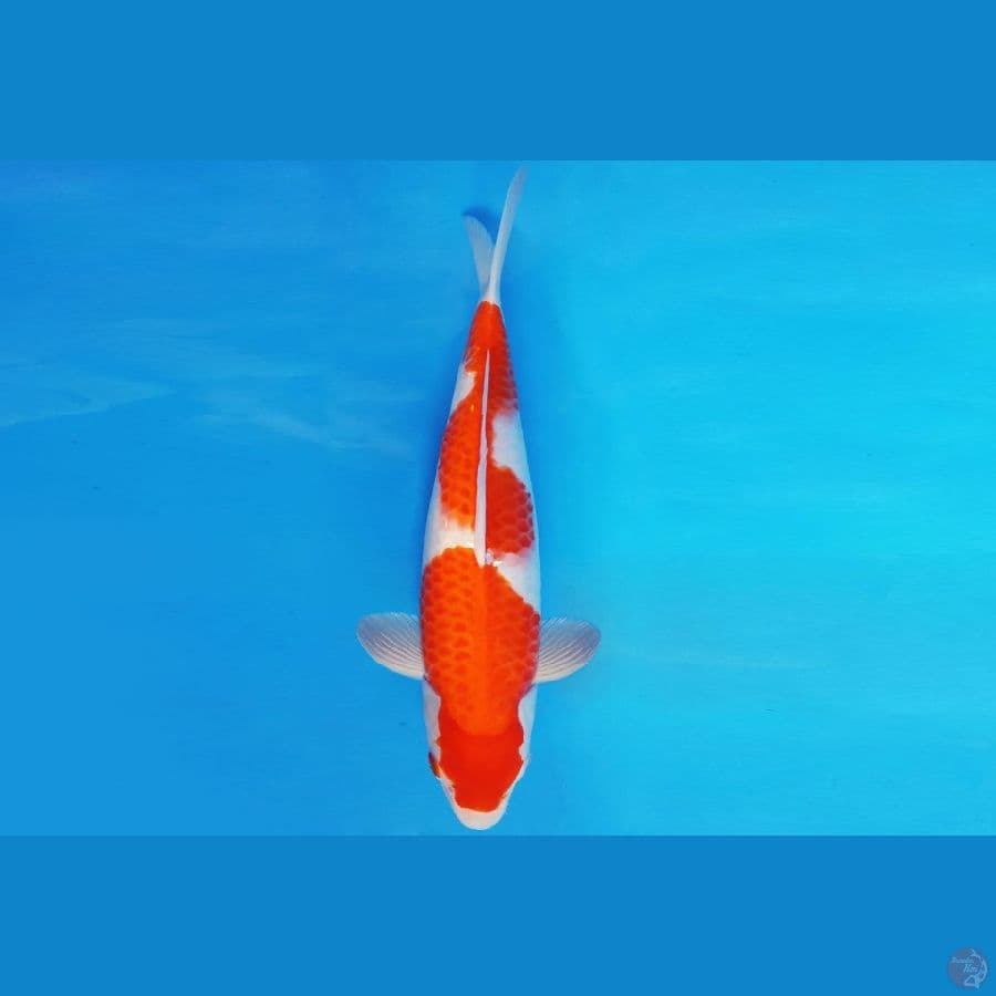 IWOJIMA 13 ~ KOHAKU 36 cm/fm ™