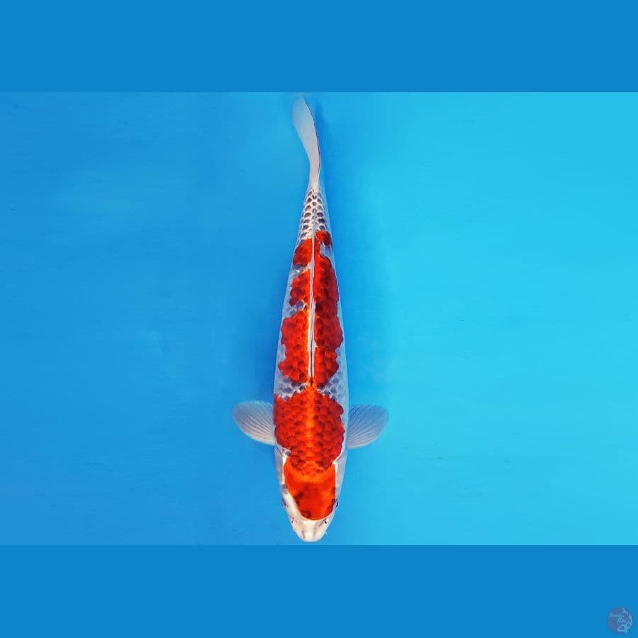 IWOJIMA 15 ~ GOSHIKI 36 cm/male ™