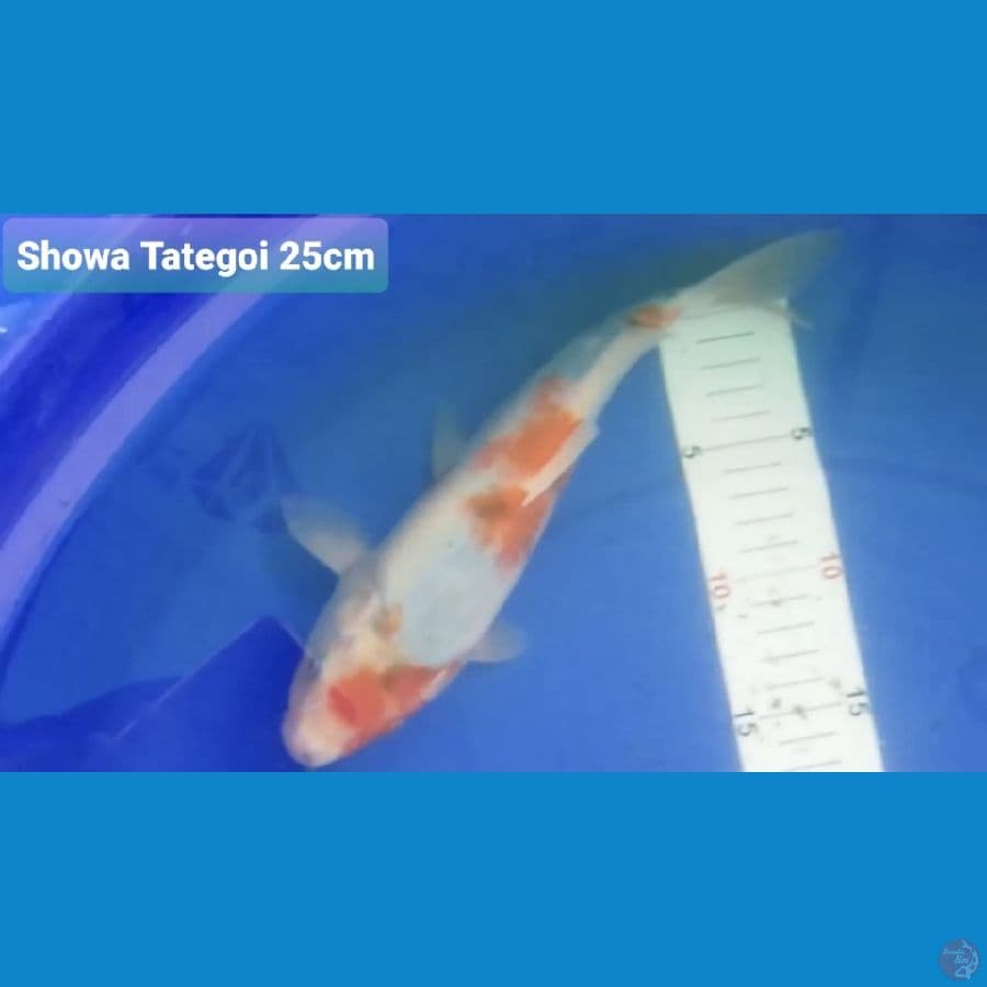 SHOWA TATEGOI 25CM 100K
