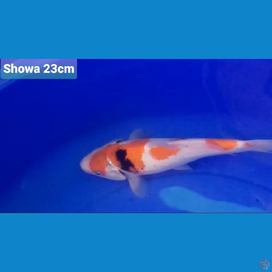 Showa 23cm 100K