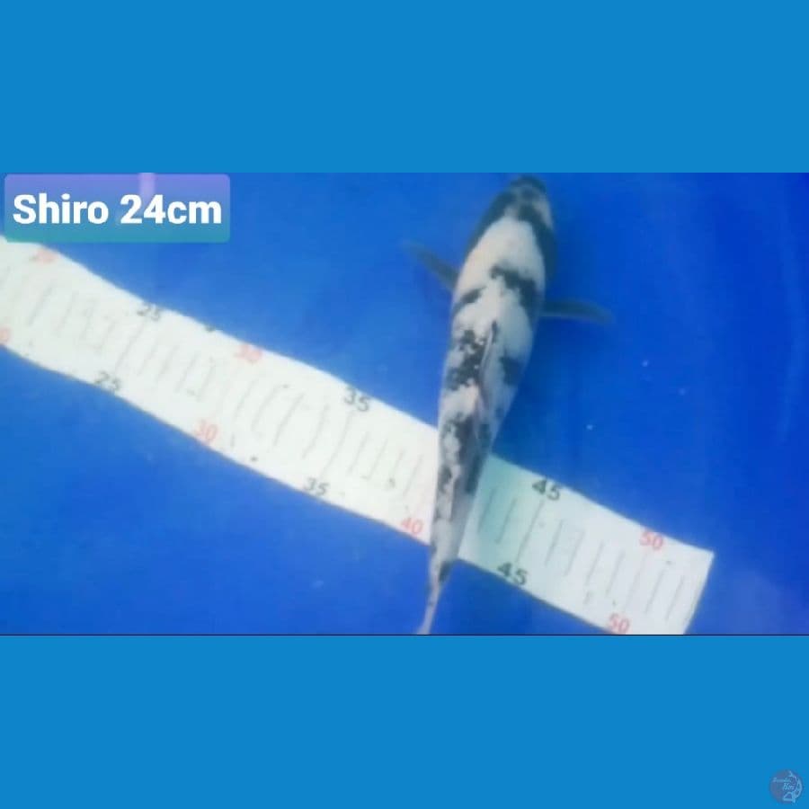 SHIRO 24CM --- CANAYA KOI FARM