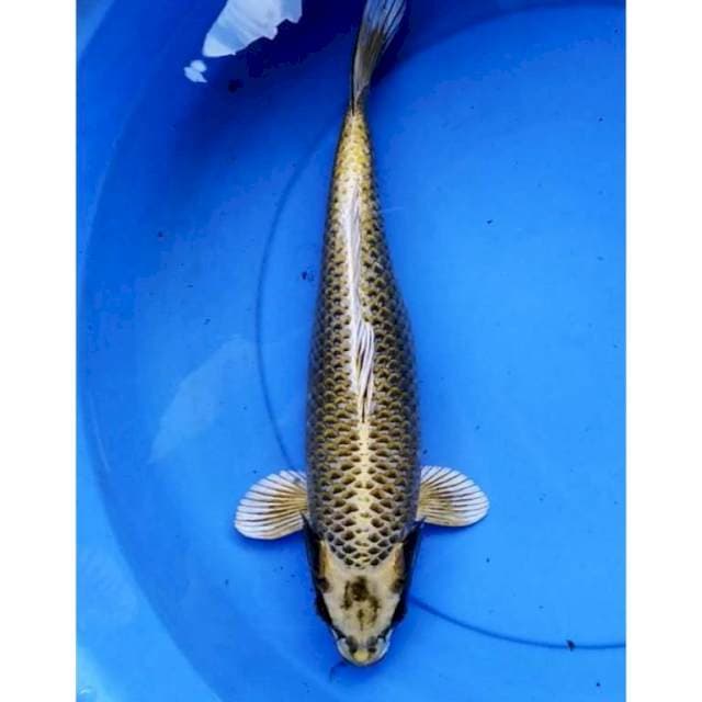 Mukashi gold 