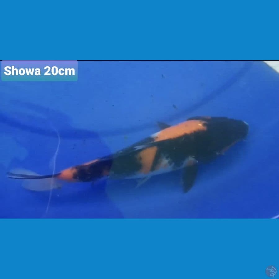 SHOWA 20CM 100K
