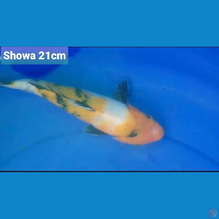 SHOWA 21CM 100K