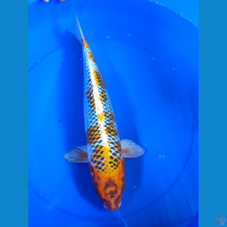 KOJAKU 42CM